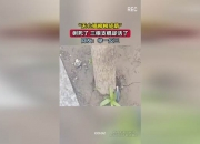 华体会平台-无心插柳柳成荫，替补球员临危站出