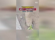 华体会平台-无心插柳柳成荫，替补球员临危站出