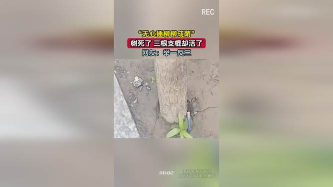 无心插柳柳成荫，替补球员临危站出